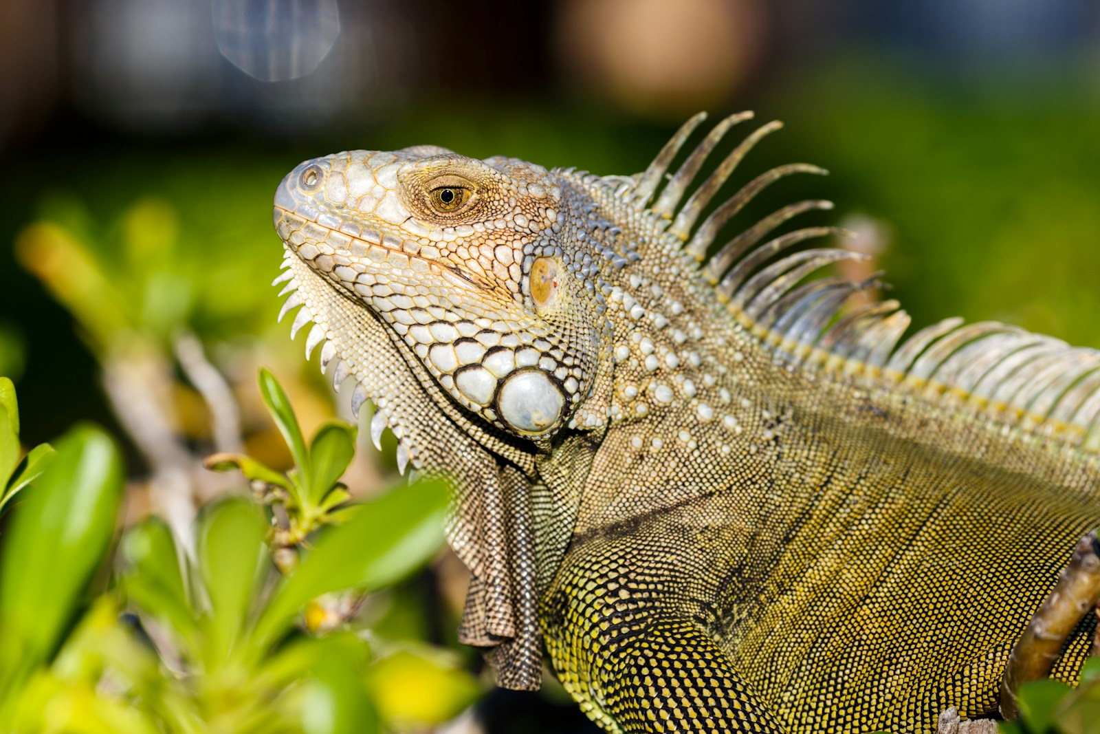 iguana iguana iguan