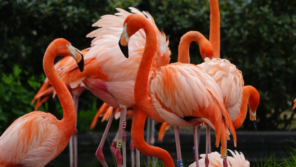 pink flamingos in tilt shift lens