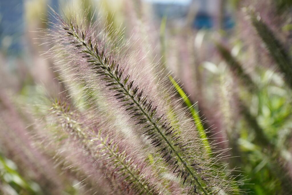 A close up of a plant with lots of purple flowers