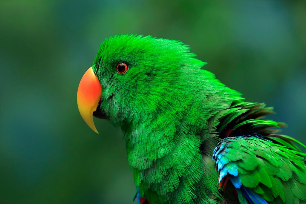 a close up of a green parrot with a red beak