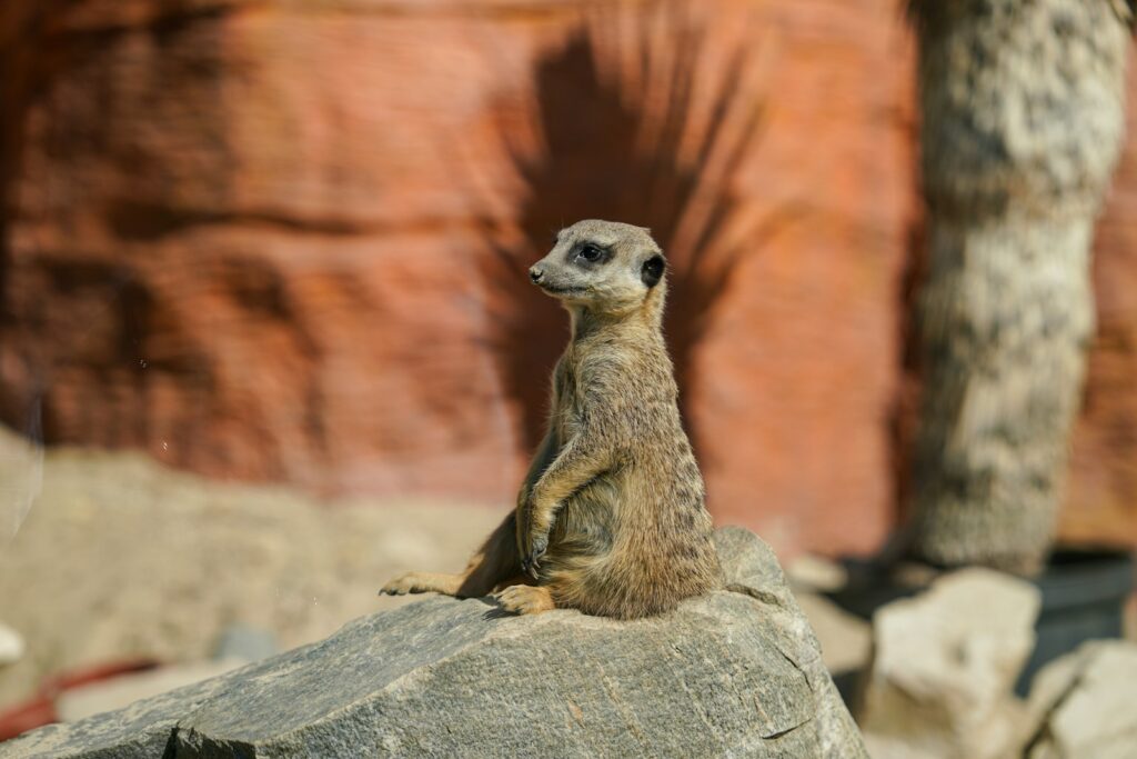A small meerkat sitting on top of a rock
