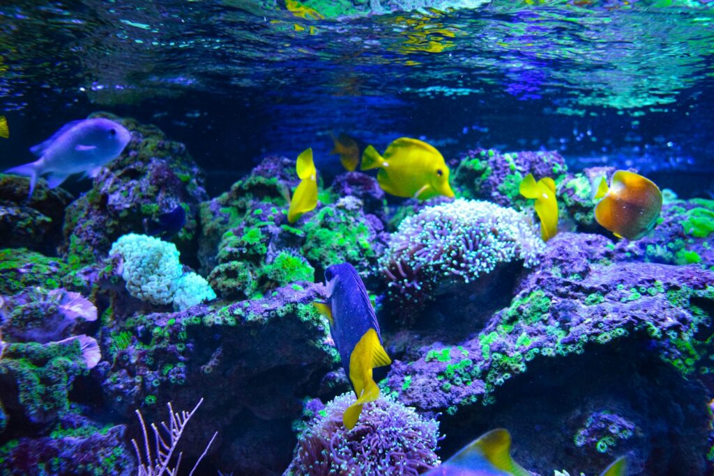 a large aquarium filled with lots of colorful fish