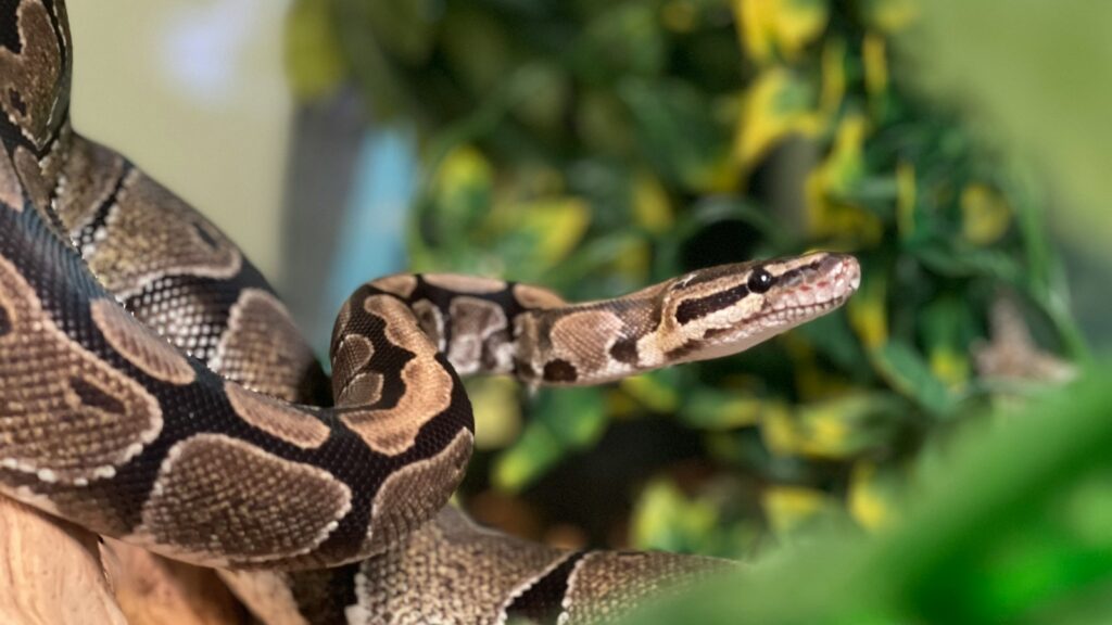 A brown snake on a branch.