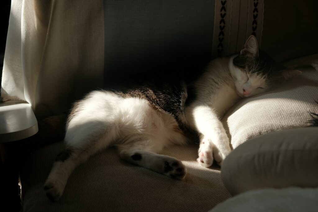 A cat laying on top of a couch next to a window