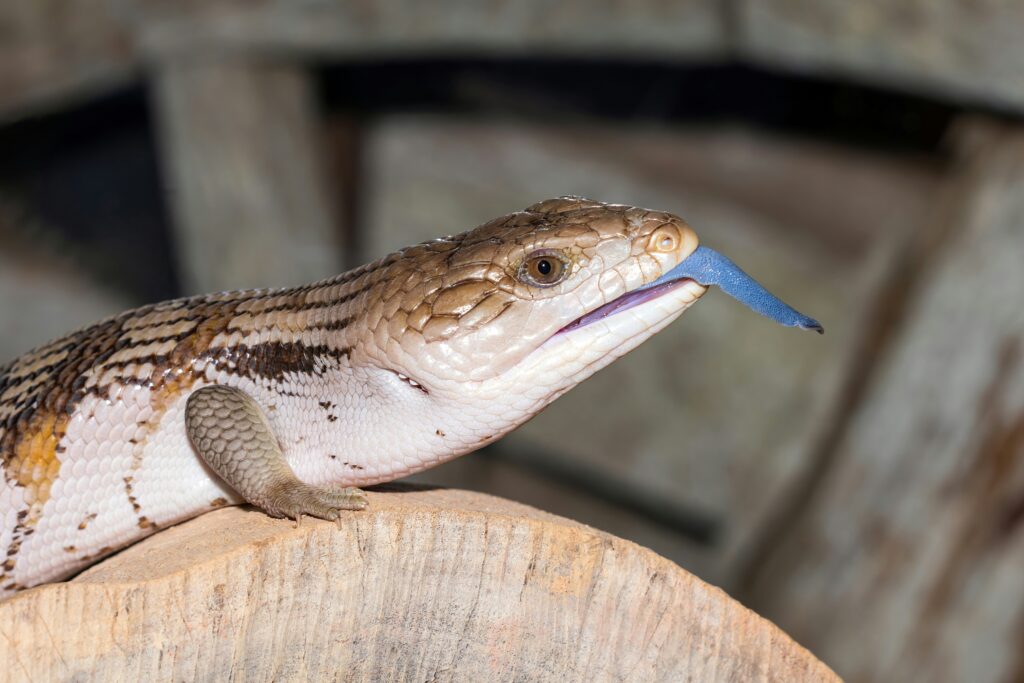 Blue tongued skink with its tongue protruding from its mouth, while resting on a log