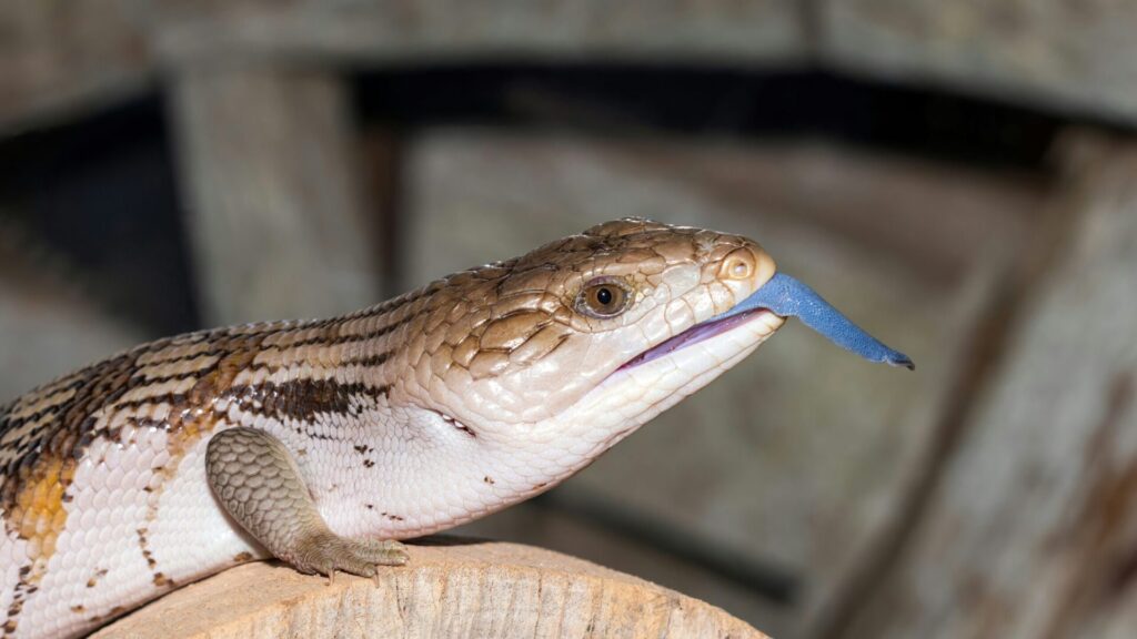 Blue tongued skink with its tongue protruding from its mouth, while resting on a log.