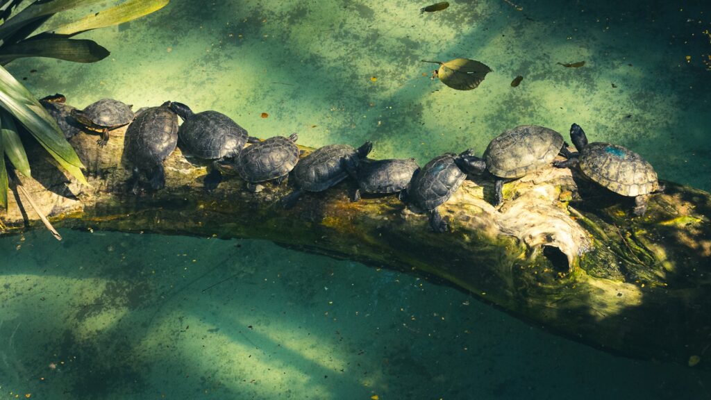 a group of turtles sitting on top of a log