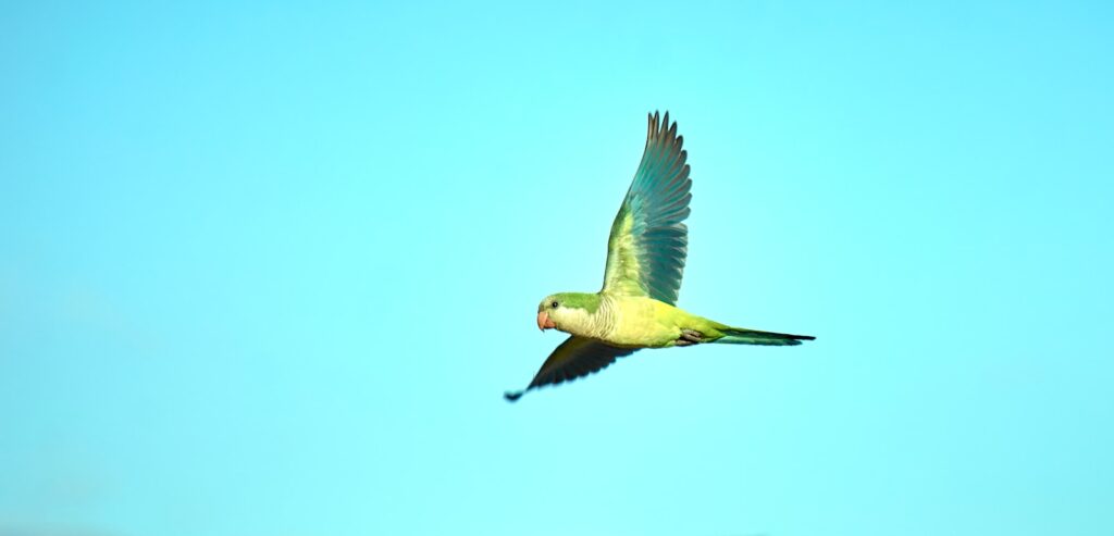 green and yellow bird flying