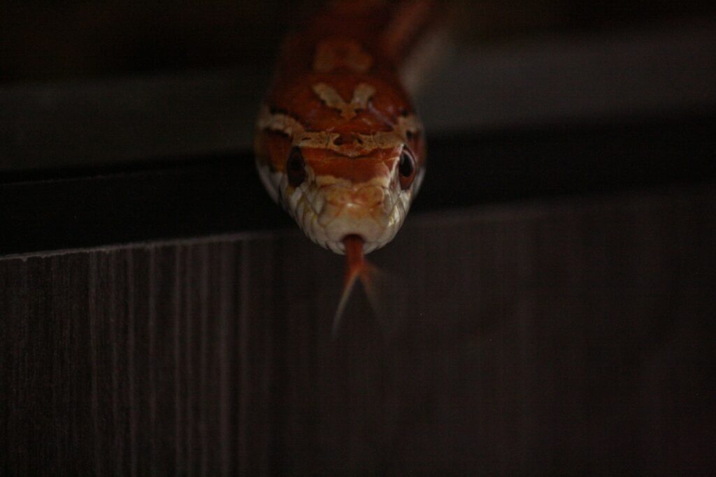 a close up of a fish in the dark
