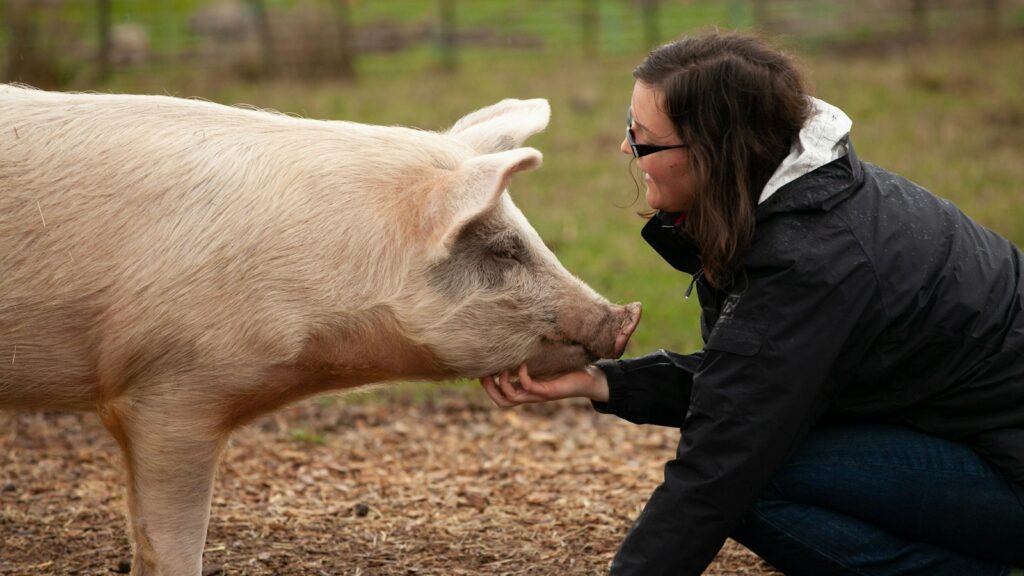 Woman sitting in front of a pig.