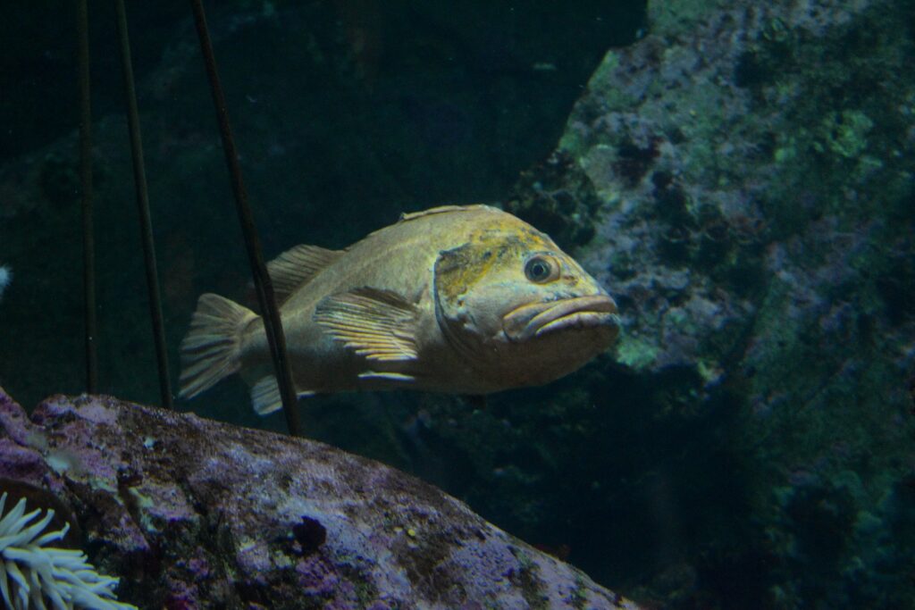 yellow and white fish