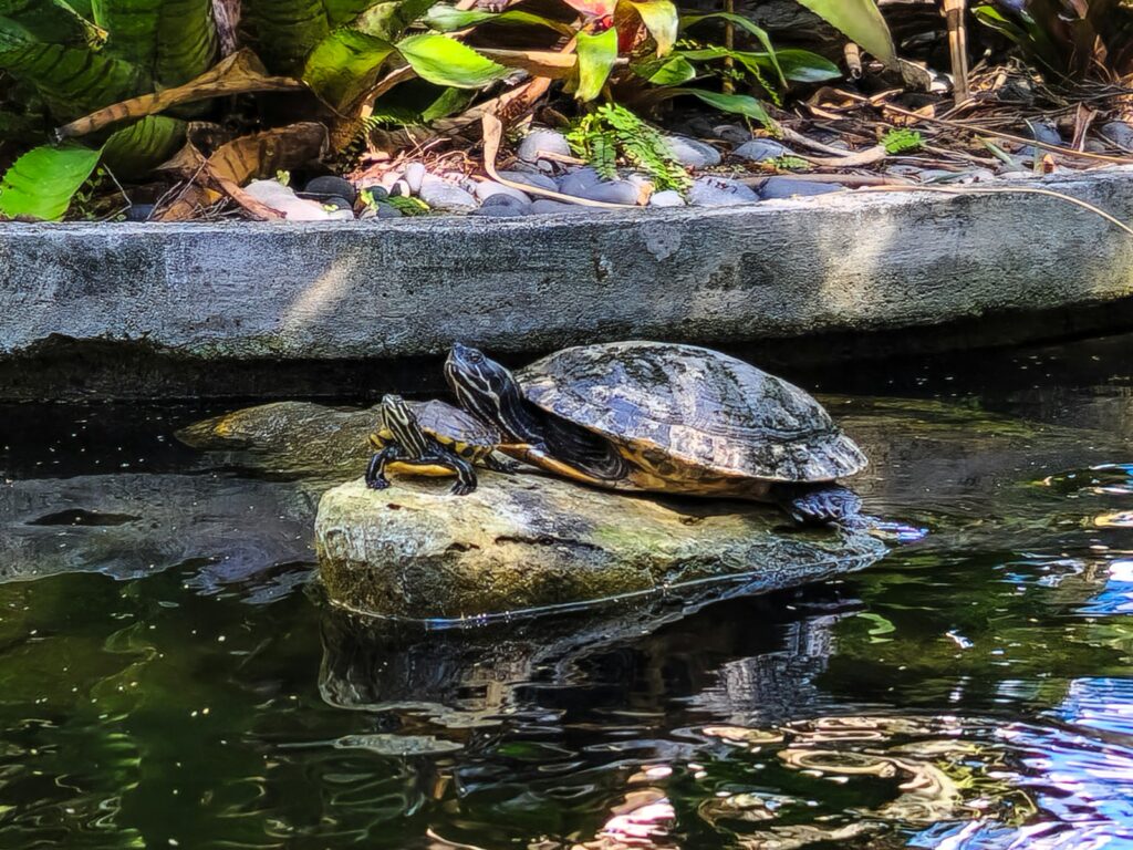 A turtle sitting on top of a rock in a pond