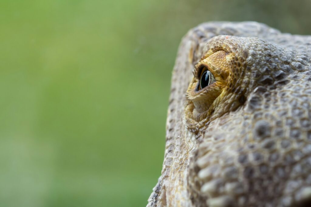 brown and gray bearded dragon