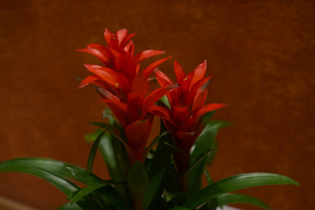 A potted plant with red flowers in it