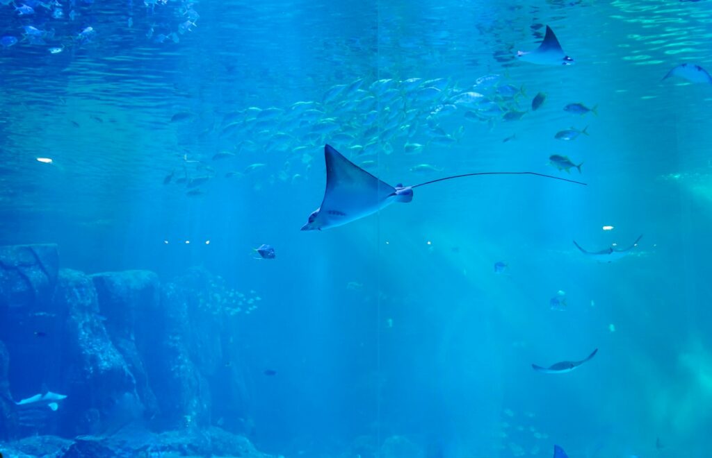 a large aquarium filled with lots of fish