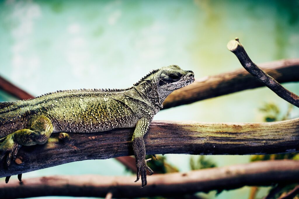 green lizard on tree branch