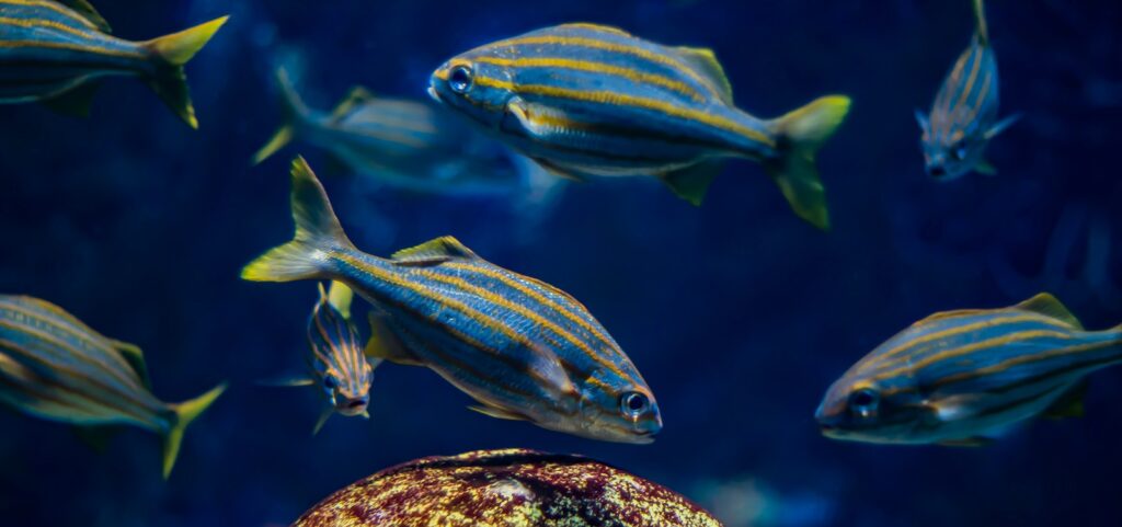 school of blue fish