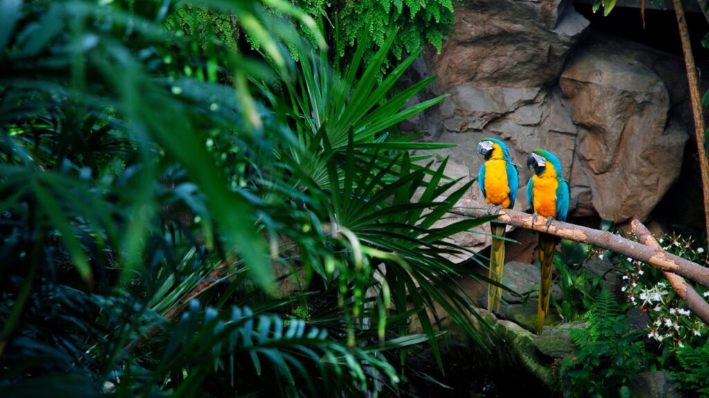 Two colorful birds on a tree branch.