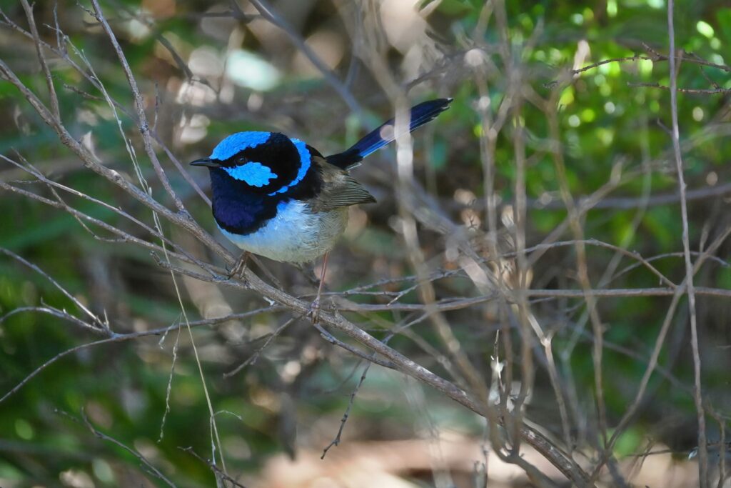 a blue and white bird sitting on a tree branch