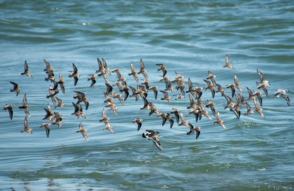 flock of birds flying over the water during daytime