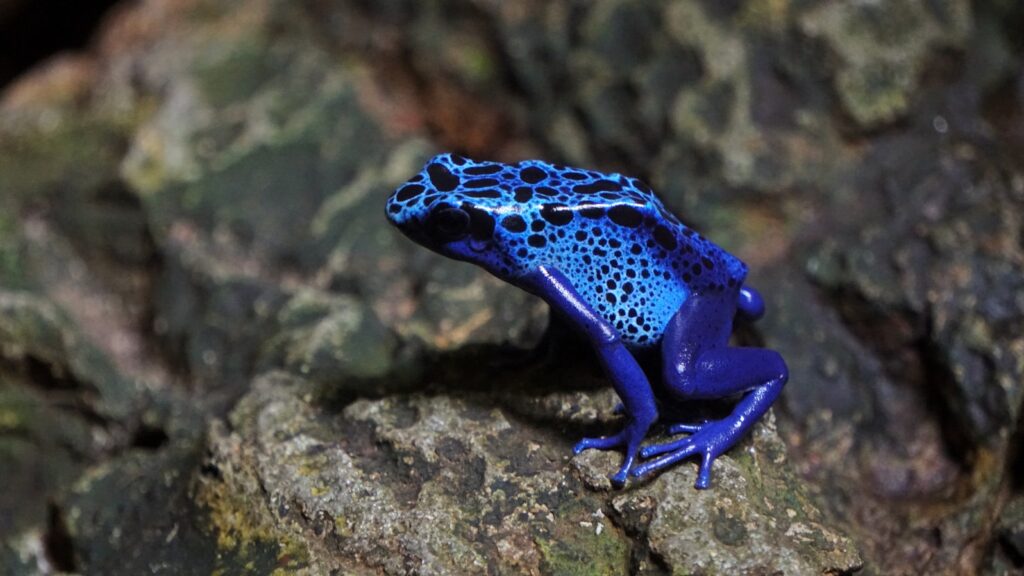 Blue poison dart frog with black spots resting on rocky terrain.