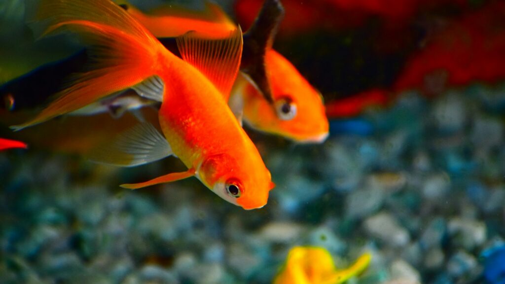Shallow focus photography of orange fish.