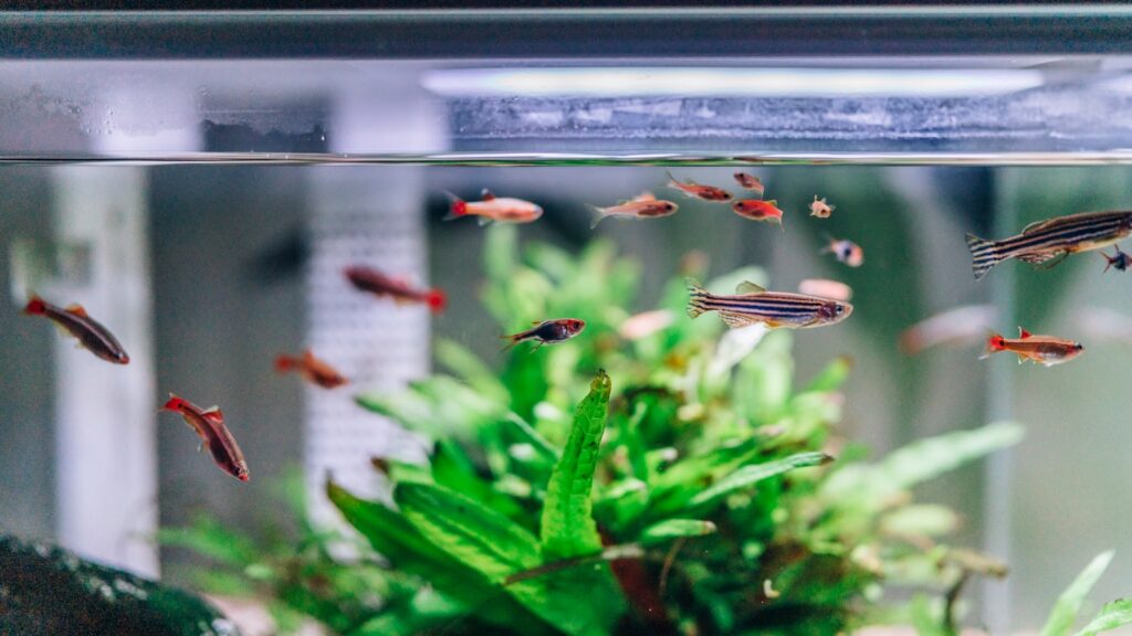 Fish in aquarium with green plant and water droplets.