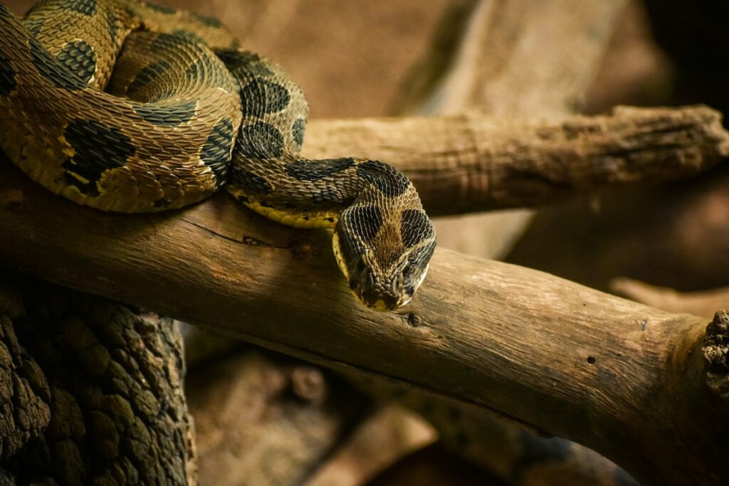 black and brown snake on brown wood