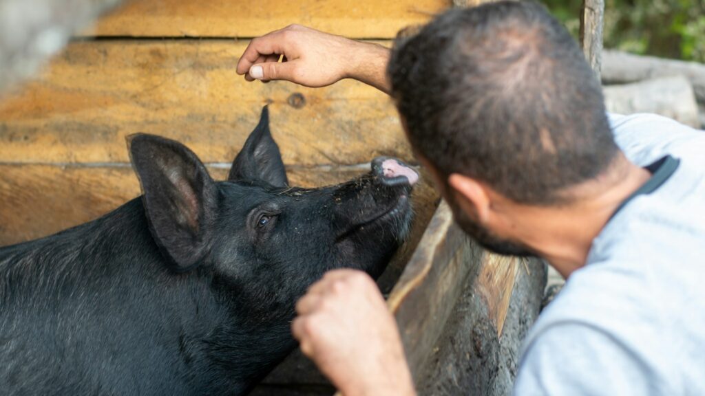 Photo of a man in front of a black pig.