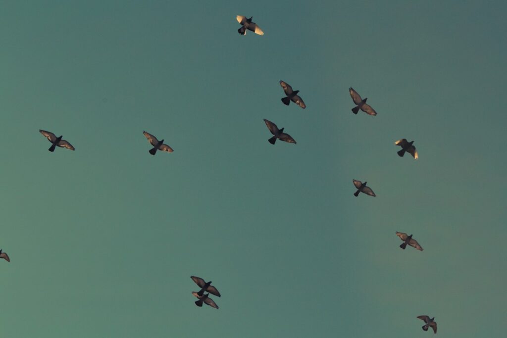 flock of brown birds flying on blue sky