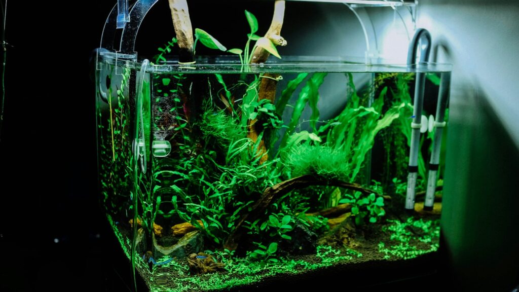 Green plant in clear glass fish tank.