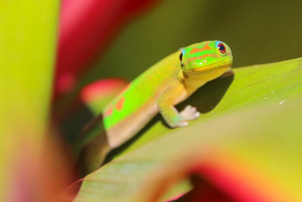 A green and red gecko sitting on top of a leaf