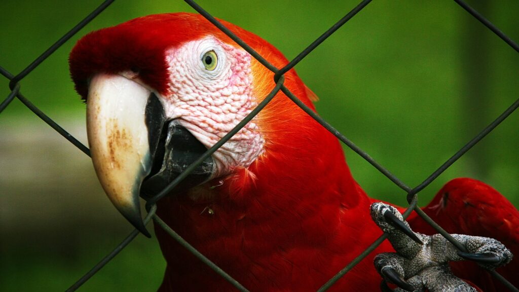Beautiful red macaw parrot behind a cage.