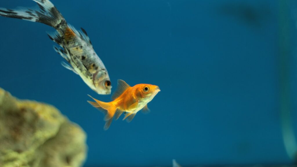 Orange fish swimming in blue water.