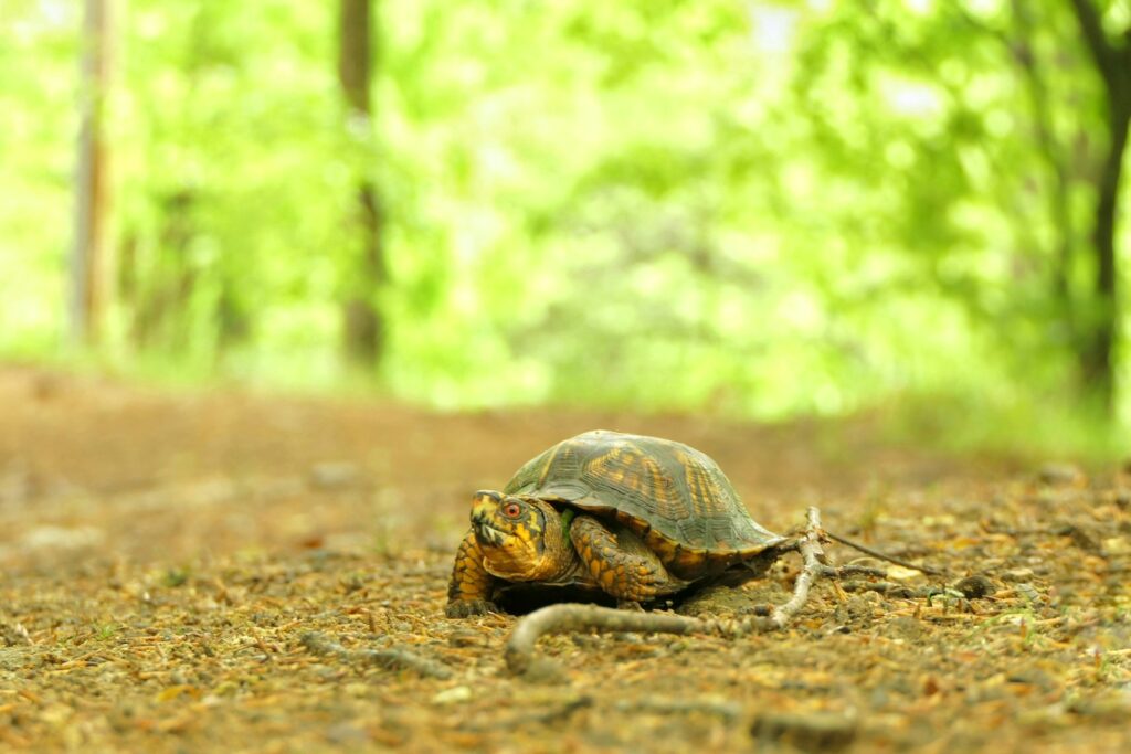 a small turtle walking across a dirt road