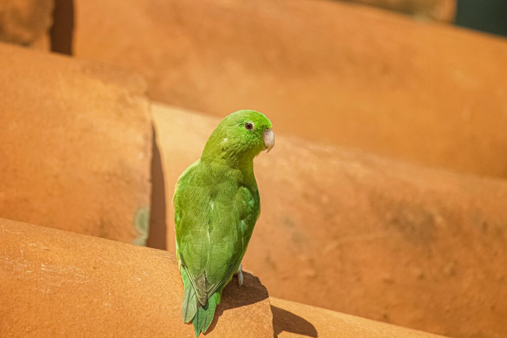 a green bird is sitting on a ledge