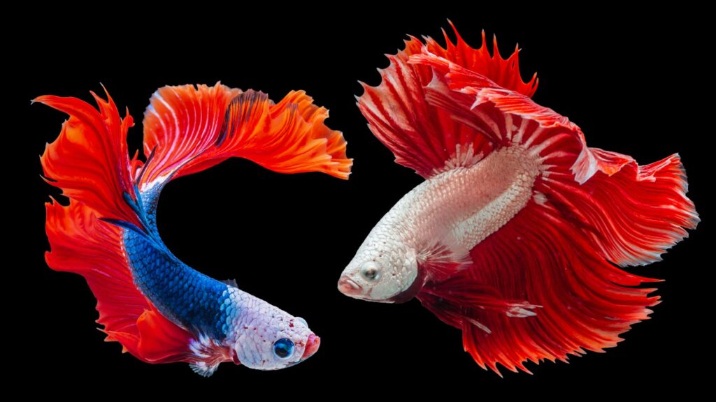 Two beautiful Siamese fighting fishes in bright colors.