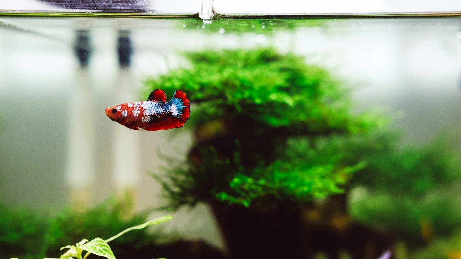 Beautiful red, blue, and white fish swimming in an aquarium.
