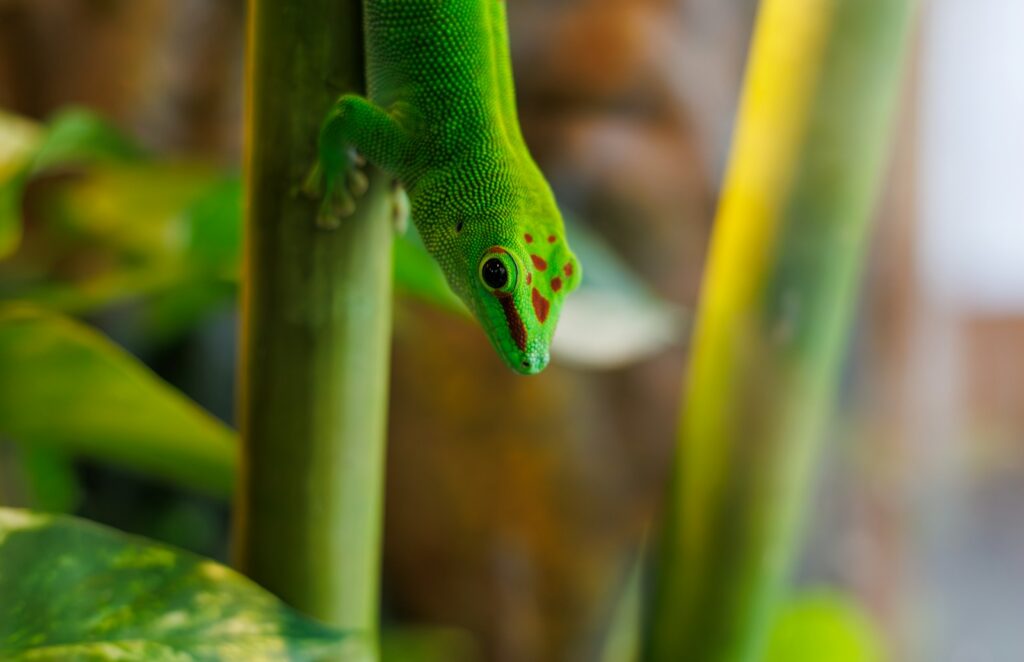 a close up of a green lizard on a plant