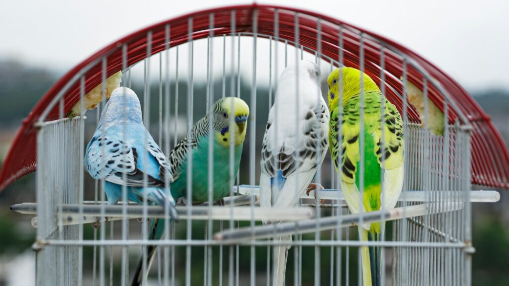A group of parakeets perched inside of a cage.