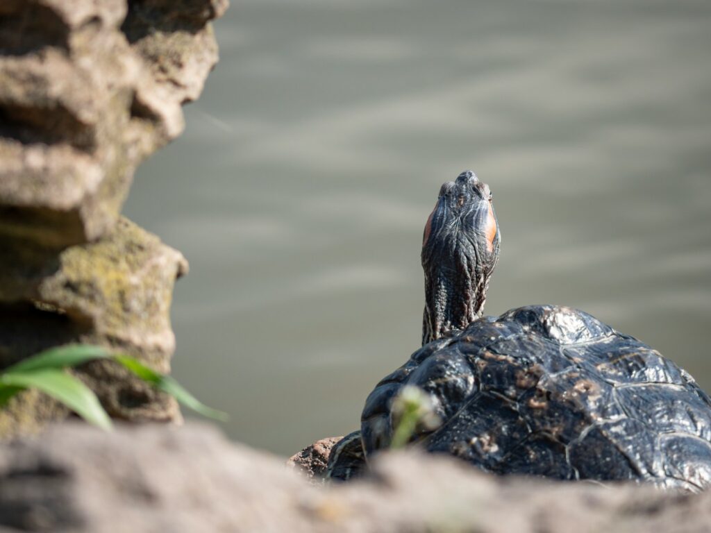 black and white sea creature on rock