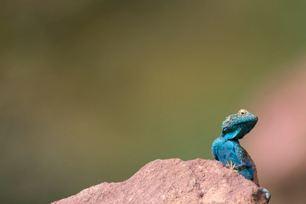 A small blue lizard sitting on top of a rock