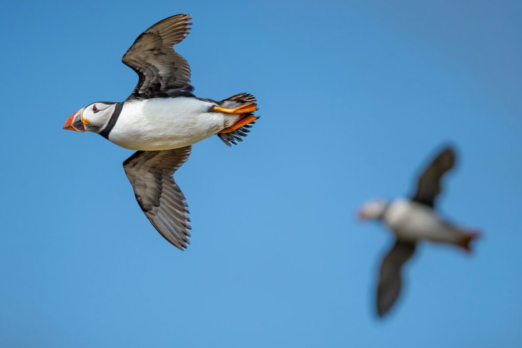 A couple of birds flying through a blue sky