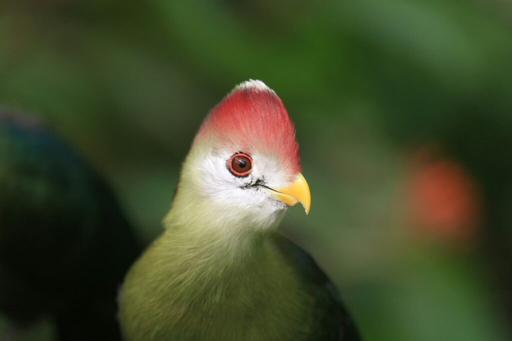 red and green small beaked bird close up photography