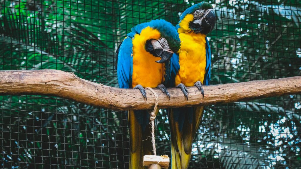 Two blue-and-yellow Macaws perched on tree.
