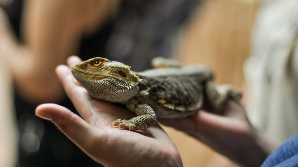 Person holding bearded dragon in hands.