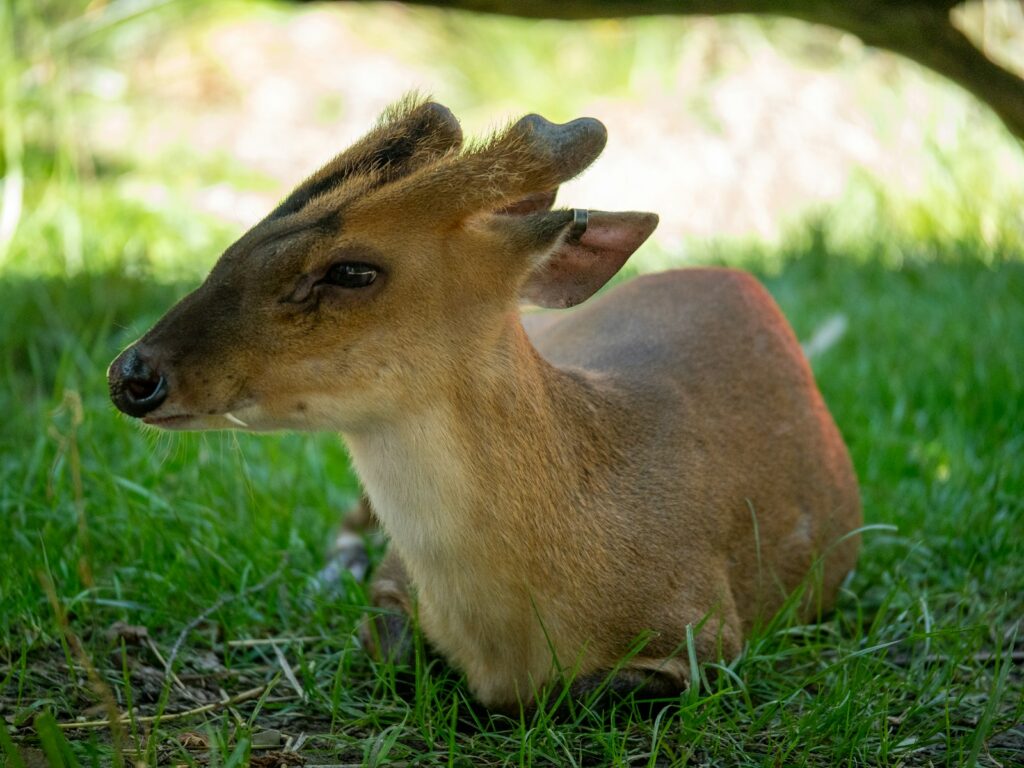 A small deer sitting on top of a lush green field