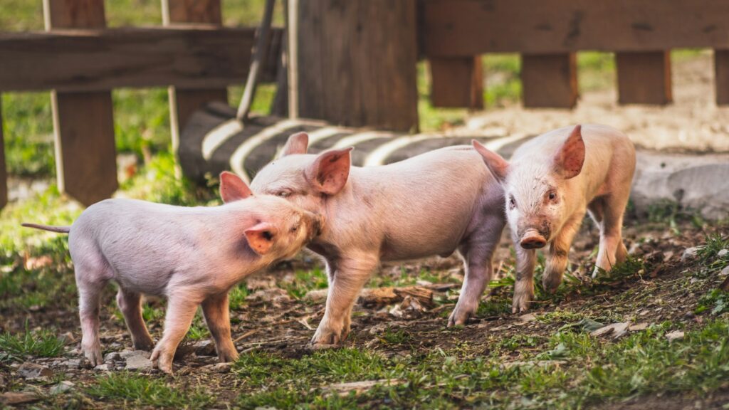 Three little pigs on brown soil.