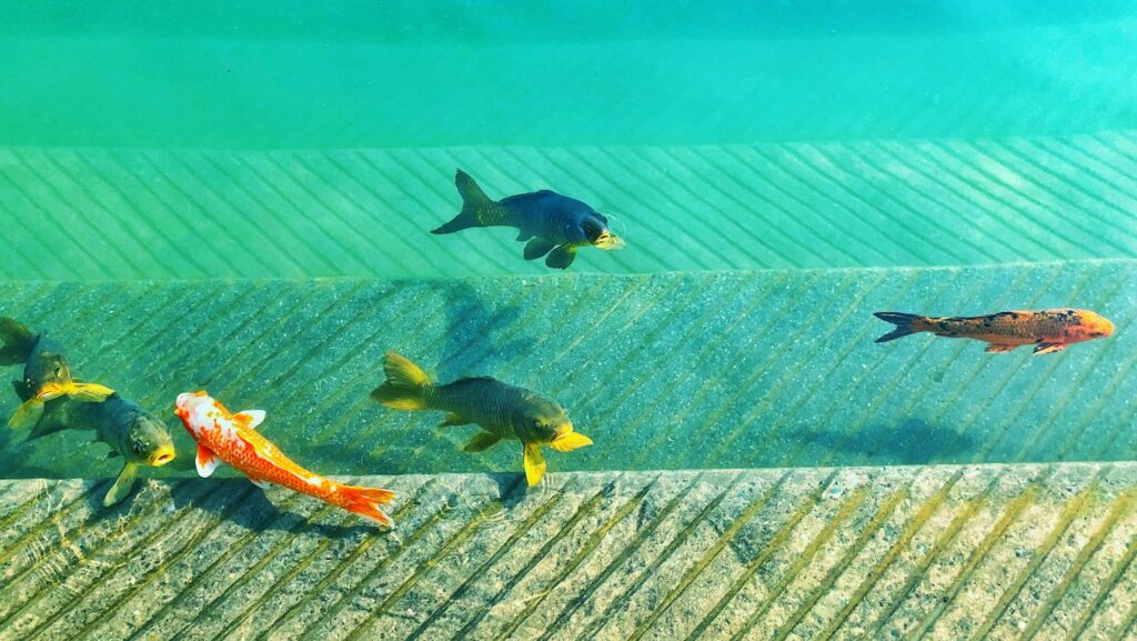 Several koi fish of different colors, including orange, black, and white, swim in a clear, patterned pool.