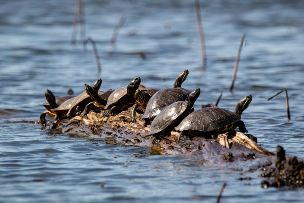 black turtles on brown wooden log in water